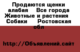 Продаются щенки алабая  - Все города Животные и растения » Собаки   . Ростовская обл.